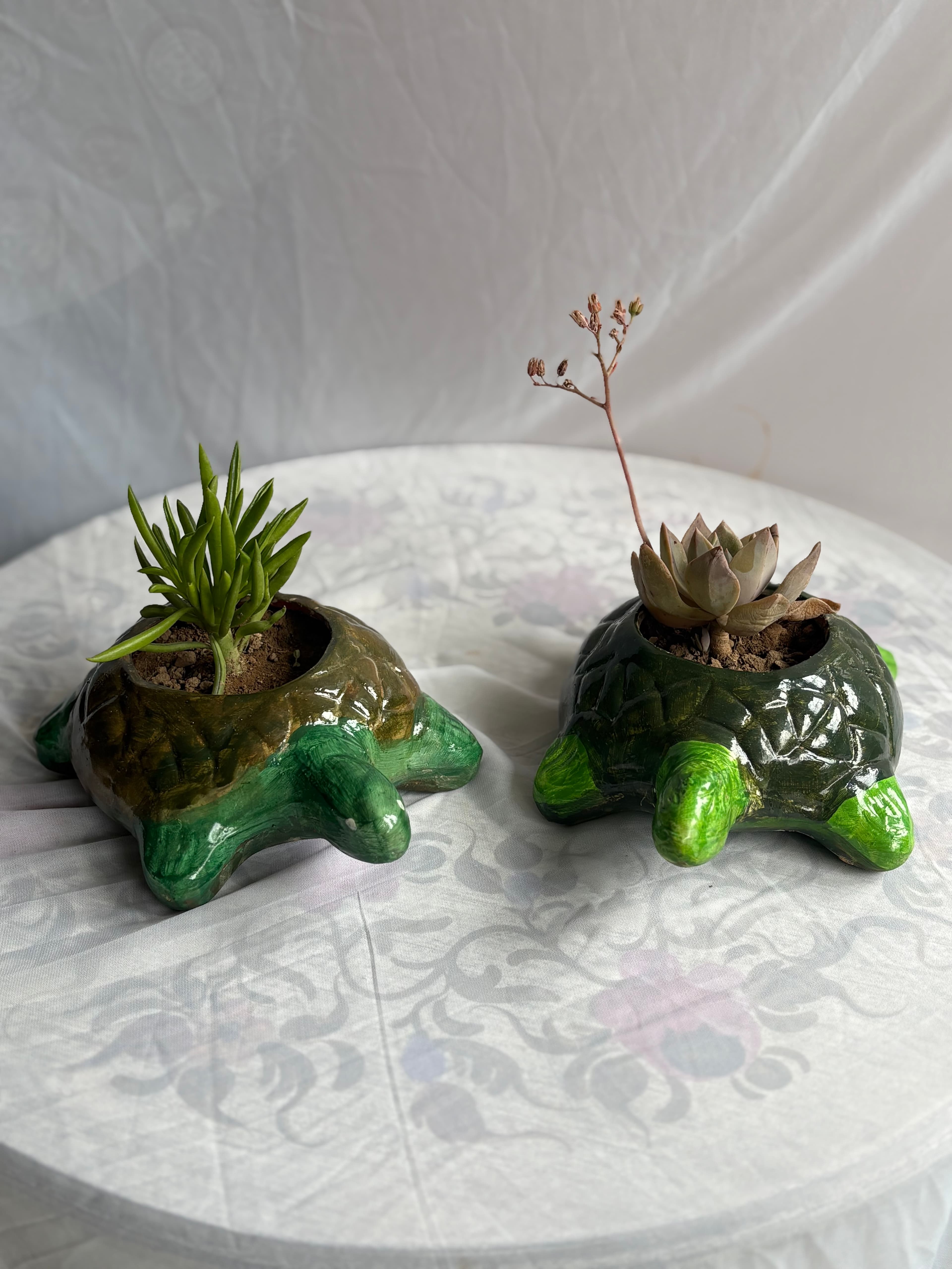 Mini Turtles